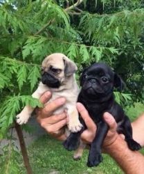 Home Trained Pug Puppies Available