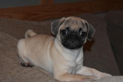 Beautiful Pug Puppies Ready Now.