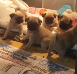 5 beautiful pug puppies for sale