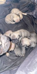 Male pugs For sale