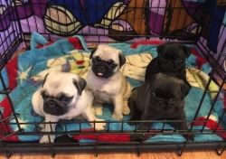 Home Raised Pug Puppies For Sale!