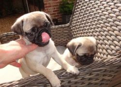 pug puppies for free