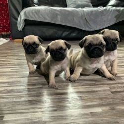 Playful PUG puppies for sale