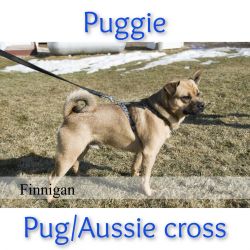Puggie male pug/Aussie Cross in Clare, Mi on Athey Rd
