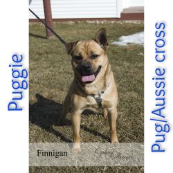 Puggie male pug/Aussie Cross in Clare, Mi on Athey Rd