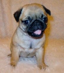 Beautiful Fawn Pug Puppies. Msg:
