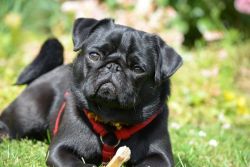 Show quality Pug Puppies available in west Delhi call Now