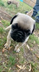 Beautiful lil puppy pugs looking for a loving new home to overwhelm