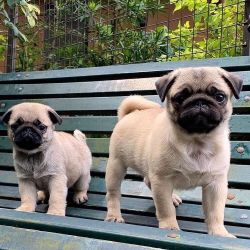 Gorgeous Fawn Pug Pups. Msg: 719xx422xx9two8five