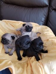 Pedigree Pug Puppies For Sale Ready For Loving Hom