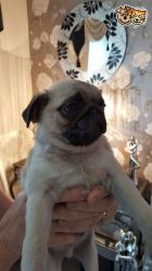 available pug puppy