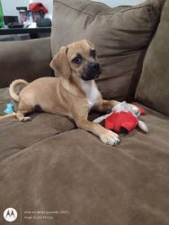 Puggle for sale