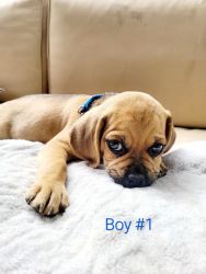 Puggle puppies available 6/30/22