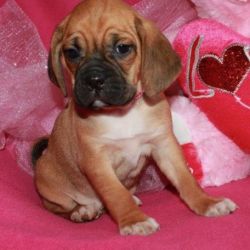 Puggle puppies for adoption.