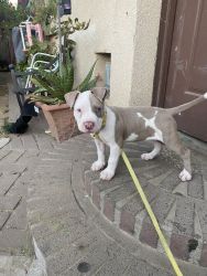 TWO PITBULLS PUPPIES FOR SALE