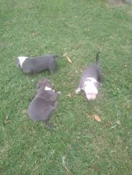 Bully pit 6 weeks already to go by