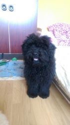 White And Black Puli Boys For loving and caring home