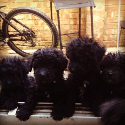 Friendly and smart Puli puppies
