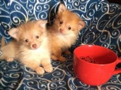 So Precious is this tiny little Pomchi puppies