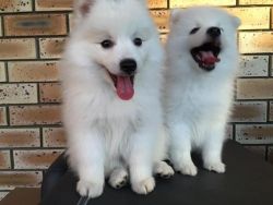 Japanese Spitz Puppies For Adoption Before Xmas