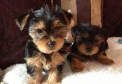 Yorkshire Terrier puppies ready now
