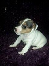 jack russell for a new home