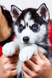 Siberian Husky puppies for pets