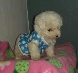 toy Poodle 2 1/2
