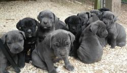 Cane Corso Italian Mastiff puppies