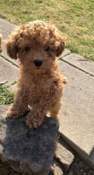 Teacup Poodle Puppies ready