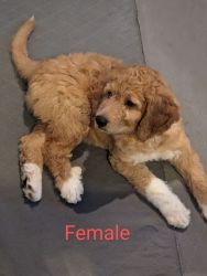 Pyreedoodle Puppies