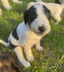F1B Pyredoodle Female Puppy