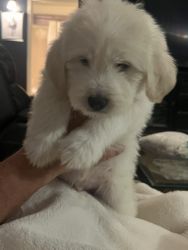 Pyredoodle Puppy needs Furever Home