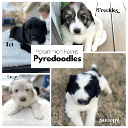 Pyredoodles Farm Raised