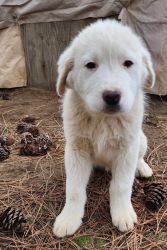 Pyrenees Puppies for Sale