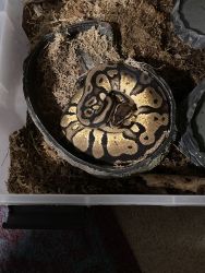 2 year old male pastel pet pied with tank heat lamp