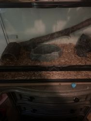Normal ball python