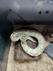 Butter ball python/tank included