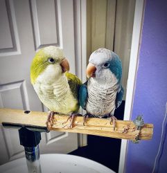 2 young beautiful quaker parrots for adoption