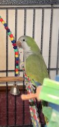 Quaker Parrot for sale with cage