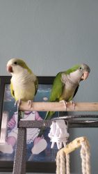 Quaker parrots for sale as a pair!!!