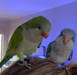 Beautiful Quaker Parrots