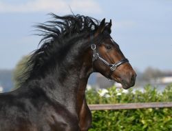 Quarter Horse Stallion ( Venido )
