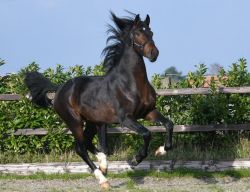 Top Quarter Horse Stallion ( Venido )