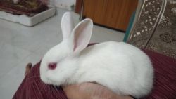 Baby rabbits and adults for sale