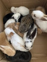 Baby bunnies for sale
