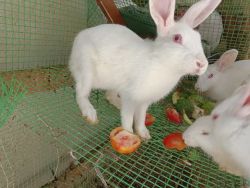 Rabbits with white colour and pink eyes