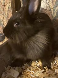 Lovable 5-6 month old rabbits need homes!