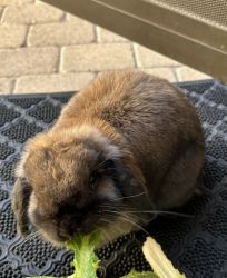 selling bunny