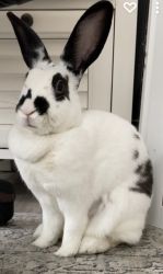 Bunny for Rehoming